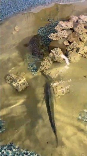 🤯Giant Grouper attacks Fish Head!🐟