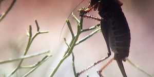 Mormon crickets show up in big numbers