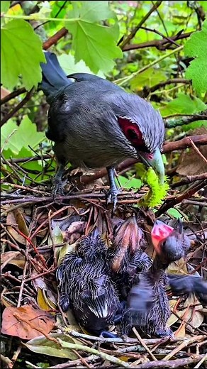 Mom Bird Feeds Her Just-Hatched Babies 🐣❤️ #birds #love