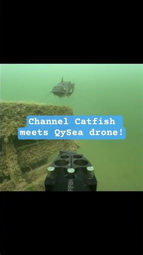 EXTREME CLOSE-UP CHANNEL CATFISH