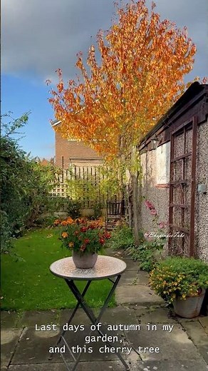Cherry Tree Leaves Falling 🍁 | Autumn to Winter Transition in My Garden #Shorts
