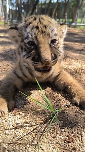 Adorable baby cub cry and sweet. #videotiger #tigercub #tigerlove | Life Time Wild