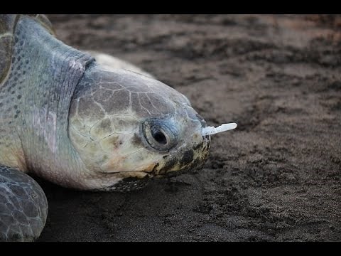 Plastic Fork Removed From A Sea Turtle's Nose!