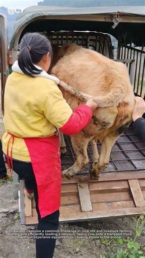 Simple Trick to Load Cattle! 🌾 Old Farmer Wisdom in Action