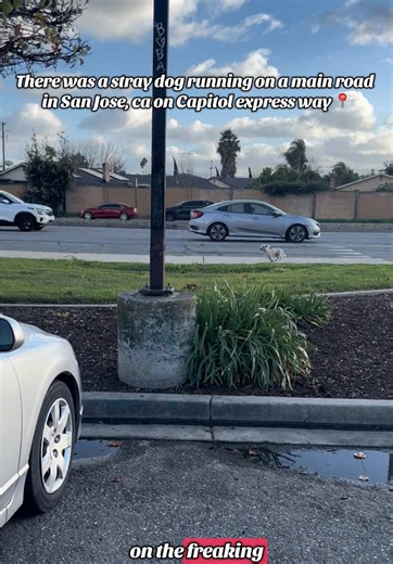 I tried to get him but he kept running away from me😭 #fyp #brunofromparis_ #petsoftiktok #frenchiesoftiktok #vlogs @Jennifer Ramirez