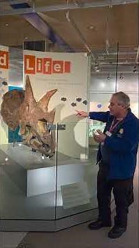 Triceratops fossilised skull