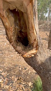 tribal life style sukma ka jungle | Bastar TV