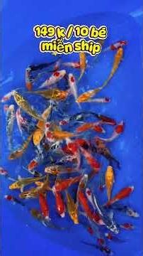 GOLD KOI FARM | CÁ KOI CỰC RẺ CỰC XINH | 0788.67.6662 #koi #cakoi #fishing