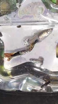 Goldfish MEGA tankevening feed#diy #goldfish#fancygoldfis#aquarium#fish#pets#fishkeeping#shortvideo