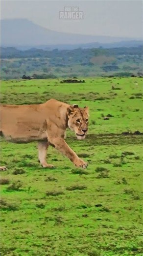🦁 A Feast On The Plains!! 🦁 #Wildlife #Safari