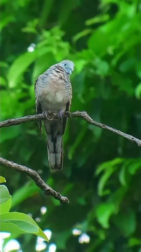 birds in the wild (turtle dove)