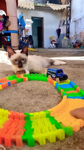 Car Cat Kitten 🚗🐈#cats #cat #catvideos #kittens #kucing #billi #kucinglucu #anakkucing #gatos