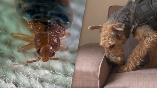 Achtung Bettwanzen: Was bei dem Parasitenbefall zu tun ist