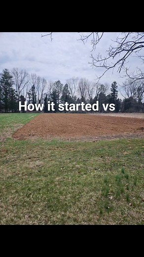 Fiber flax is growing!! 🌱 The fiber flax seeds were planted only a couple of weeks ago and are already so green 😍 Follow along to watch this fiber flax grow and be harvested at the end of June and early July for our sold out Flax: Field to Fabric classes! #heirloomseedproject #heirloomseeds #flaxseed #fiberflax #avianflax #flaxtolinen #farming #farminglife #flaxtofabric #workshopclasses #museumsinpennsylvania #patrailsofhistory #landisvalleymuseumstore #landisvalleymuseum | Landis Valley Museu