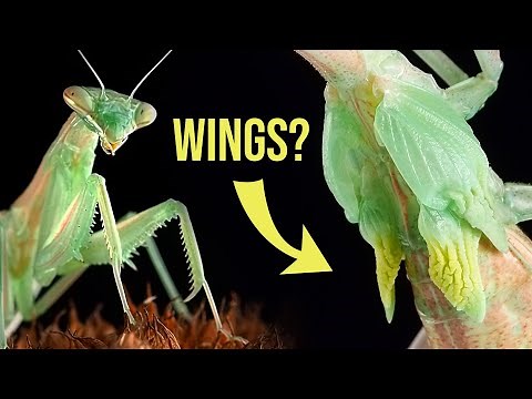 How a Praying Mantis gets its Wings