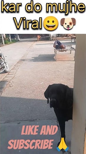 #kar do mujhe viral😀 #labrador🐾#pets 🐶 #baghira #funny #comedy