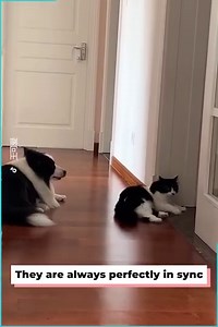 These two doppelgängers do everything together 🤣💖 | The Woof World