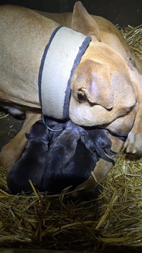 This exemplifies the optimal outcome of line breeding, with a lineage tracing back to Vinny's Lucky II ROM, and demonstrating a notable uniformity within the litter, as well as a consistency that repeatedly proves true to the Miss Nevada lineage. The deliberate integration of the proven winning crossbreeding with Lucky Dog's Miss Arizona and Boudreaux Ham introduces the vital elements of deathliticism and correct structure necessary for achieving success in the show ring and hog hunting trials. 