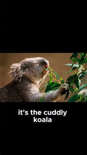 Discover the Cuddly Koala!