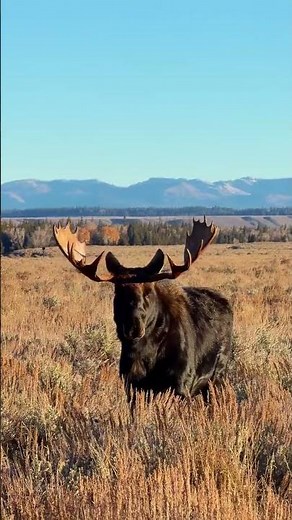 Welcome to Grand Teton National Park 🥹⛰️ We recommend at least 3 days to explore this national