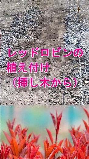 レッドロビンの植え付け （2月2６日 気温19度） #家庭菜園