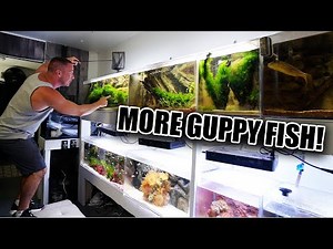 The guppy aquarium is COMPLETE!