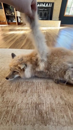 Why Fur Farm Foxes Must Be Plucked #goodtoknow #vet #medicine #funfacts #lifehacks #educational