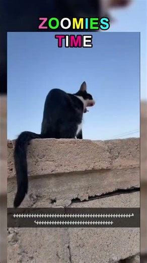 Cute cats and a rabbit - cute memes #meme #funny #finvideo #funnyclips #cat #city #comedyvideos