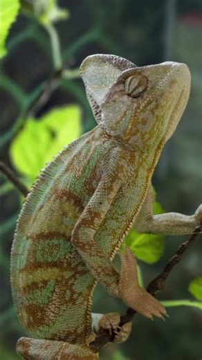 Chameleons: Unique Animals That Can Change Color #Check Out the Full Video