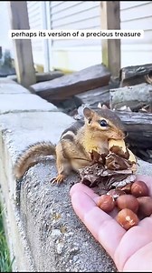 The man fed the chipmunk and become friends with it #chipmunks #animalovers #rescueanimals #animalsofinstagram #loveanimals #animallover #animals #animalworld #animalplanet | AnimalLove Stories