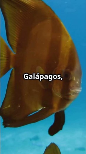 Walking Fish Meet the Red Lipped Batfish