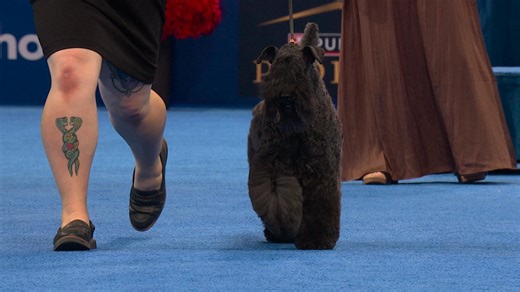 2025 NDS: Kerry Blue Terrier