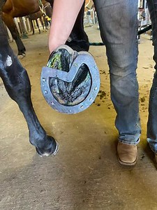 10M views · 74K reactions | This horse came in with sore heels. After trimming, we noticed a soft, sensitive spot under the seat of corn area. After identifying an infection, Riley decided to build a Z Bar shoe to take weight off the sensitive area. The bluish medication is an anti fungal/anti bacterial. Enjoy! | Idaho Horseshoeing School | Facebook
