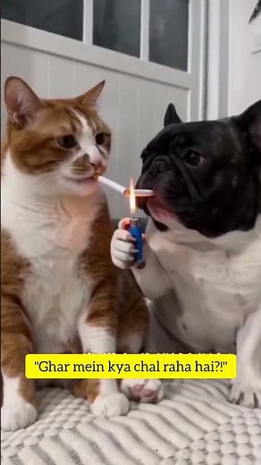 Smoking Cats Got Busted By Owner 😂🚬 | Funniest Cat Comedy Short#funnyshorts #cutecat #comedy