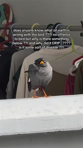 Mynah Bird Health Concerns Explained
