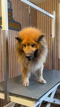 Doggy Daily Episode 467: Milo the Eurasier 🐾 #eurasier #doggrooming #grooming #olddog
