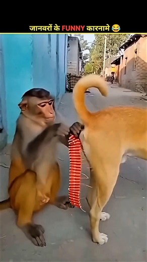 In Animals Ne Aaj Pure Internet Ka Mood Bana Diya 😂🐾 | Funny Moments l #shorts #funny