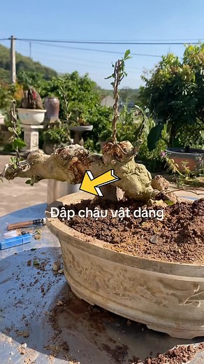 4 comments | Duối nhè thân cs ae cây đã gl | Nhà Vườn Mạnh Nguyên | Facebook