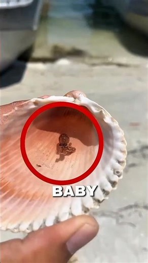 Baby Octopus Rescue 🐙 #animals #shorts #cute #viral