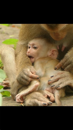 24K views · 708 reactions | Weaning teaches more than feeding — it builds resilience | Lily BB Monkey | Facebook