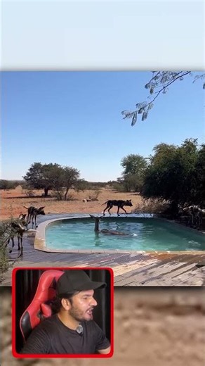 Wild Dogs vs Kudu 🐕💥 | No Escape in the Pool #Shorts