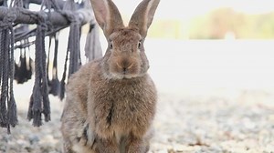 cute fluffy rabbit on the farm
