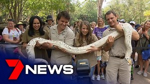 652K views · 10K reactions | Australia Zoo honours a legend on Steve Irwin Day. “This is such a special for all of us here at Australia Zoo. Steve Irwin Day is all about family and fun and remembering the greatest wildlife warrior on the planet” - Bindi Irwin. www.7NEWS.com.au #7NEWS | 7NEWS Brisbane | Facebook