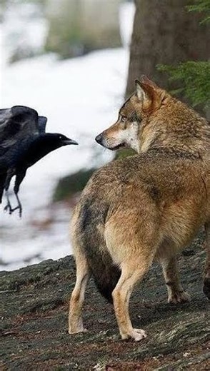 Women for Wolves on Instagram: "In this beautiful moment, a wolf, a bear, and a raven share the same space: a glimpse into the ancient relationships that shape BC ecosystems. Wolves don’t just survive in nature, they help it thrive. Their presence ripples outward: feeding ravens, keeping ungulate populations in check, and making room for bears and many other species like ravens. Wolves enhance biodiversity at every level. This video was taken by @tahitanollie on TikTok 🐺💜"