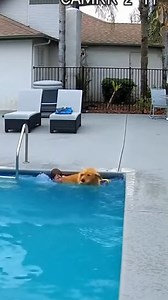 Dogs saving babies | Controversy Chronicles