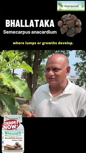 Bhallataka / Semecarpus anacardium/ Agnika- Ayurvedic Herb for Lumps & Can*er | Know Health Benefits