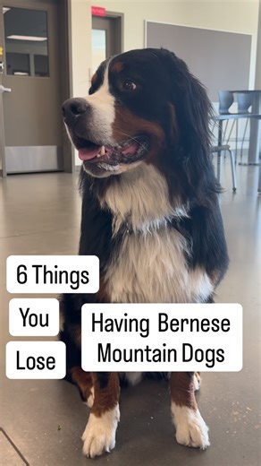 Bunsen, Beaker, Bernoulli & Brix | These are the main six things you lose having Berners. Though number one should be your heart because you give it to them immediately. ❤️❤️❤️ | Instagram
