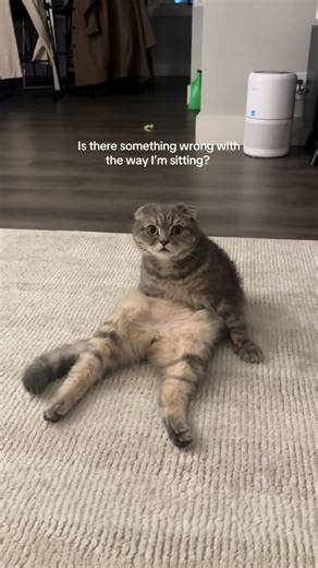 Confused Scottish Fold Kitten's Adorable Behavior