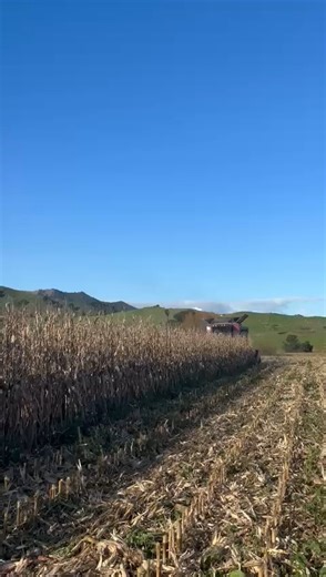 Watching your corn thrive? Want to get a clearer picture of how it performs at harvest? Look no further than Precision Planting YieldSense. Get real-time, highly accurate yield and moisture data on your 20|20 display, synced with Panorama, and compatible with most combines. Smarter harvest data. Better decisions next season. #CornHarvest #SweetCorn #MaizeHarvest #GrainHarvest #AustralianFarming #AussieHarvest #SupportLocalFarmers | Precision Seeding Solutions