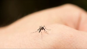 Explainer: How do mosquitoes transfer viruses, diseases